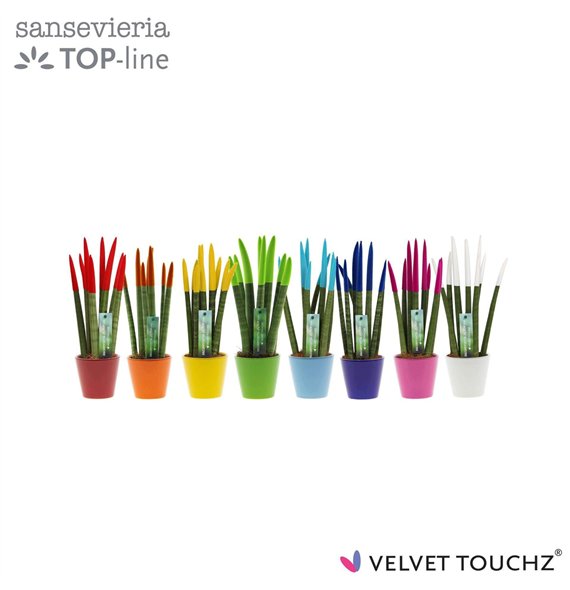 Taščin jezik - Sanseveria cylindrica VELVET TOUCHZ® Mix In ceramic Rdam 35cm 8.5cm Q1904