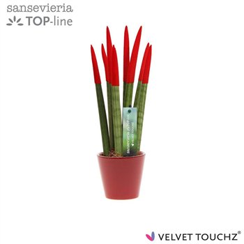 Taščin jezik - Sanseveria cylindrica VELVET TOUCHZ® Rood In ceramic Rdam 35cm 8.5cm Q1906