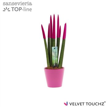 Taščin jezik - Sanseveria cylindrica VELVET TOUCHZ® Fuchsia In ceramic Rdam 35cm 8.5cm Q1907