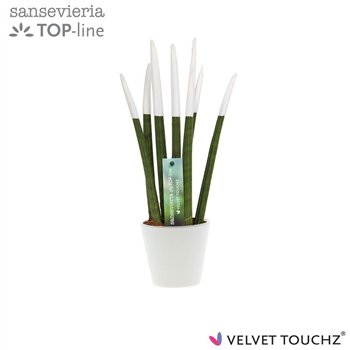 Taščin jezik - Sanseveria cylindrica VELVET TOUCHZ® Wit In ceramic Rdam 35cm 8.5cm Q1909
