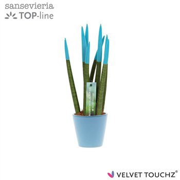 Taščin jezik - Sanseveria cylindrica VELVET TOUCHZ® Aqua In ceramic Rdam 35cm 8.5cm Q1913