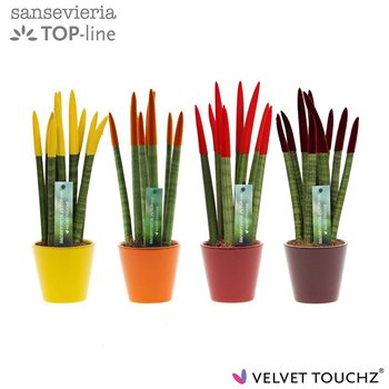 Taščin jezik - Sanseveria cylindrica VELVET TOUCHZ® Herfst mix In ceramic Rdam 35cm 8.5cm Q1926