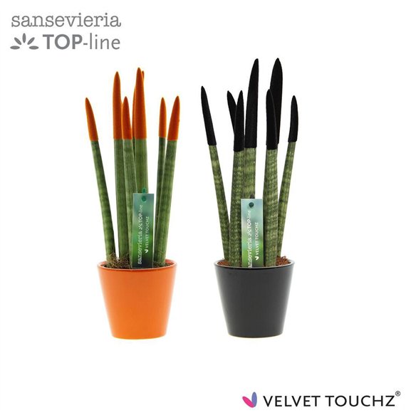 Taščin jezik - Sanseveria cylindrica VELVET TOUCHZ® Halloween mix In ceramic Rdam 35cm 8.5cm Q1927