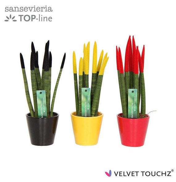 Taščin jezik - Sanseveria cylindrica VELVET TOUCHZ® Duitsland Belgie In ceramic Rdam 35cm 8.5cm Q1928