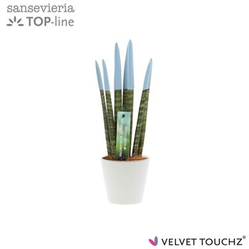 Taščin jezik - Sanseveria cylindrica VELVET TOUCHZ® Pastel Blauw In ceramic Rdam 32cm 8.5cm Q1941
