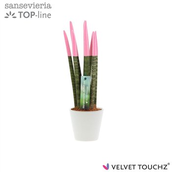 Taščin jezik - Sanseveria cylindrica VELVET TOUCHZ® Pastel Roze In ceramic Rdam 32cm 8.5cm Q1942