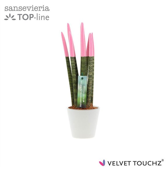 Taščin jezik - Sanseveria cylindrica VELVET TOUCHZ® Pastel Roze In ceramic Rdam 32cm 8.5cm Q1942