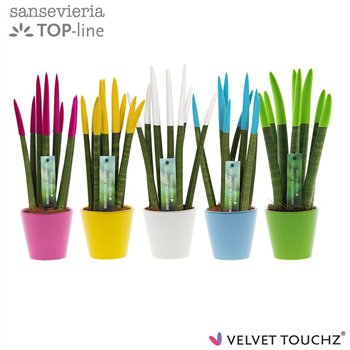 Taščin jezik - Sanseveria cylindrica VELVET TOUCHZ® Colourfull Easter In ceramic Rdam 35cm 8.5cm Q1943