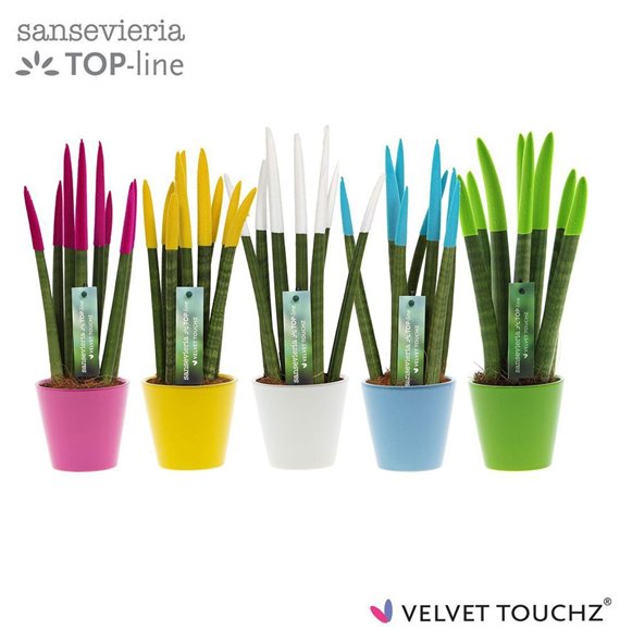 Taščin jezik - Sanseveria cylindrica VELVET TOUCHZ® Colourfull Easter In ceramic Rdam 35cm 8.5cm Q1943