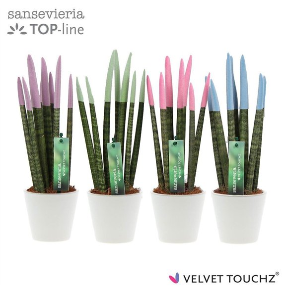 Taščin jezik - Sanseveria cylindrica VELVET TOUCHZ® Pastel mix In ceramic Rdam 32cm 8.5cm Q1946