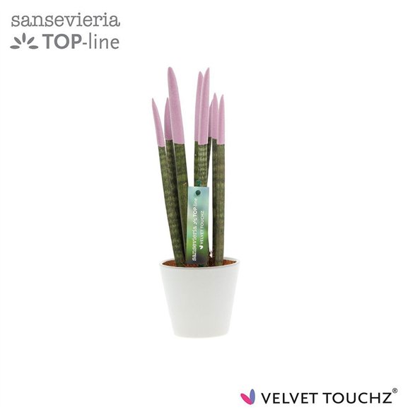 Taščin jezik - Sanseveria cylindrica VELVET TOUCHZ® Pastel Paars In ceramic Rdam 32cm 8.5cm Q1947
