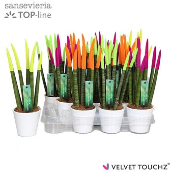 Taščin jezik - Sanseveria cylindrica VELVET TOUCHZ® Neon mix in ceramic Rdam Wit 35cm 8.5cm Q1967