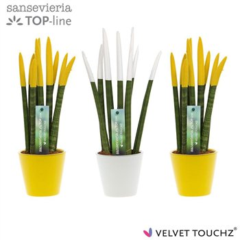 Taščin jezik - Sanseveria cylindrica VELVET TOUCHZ® Classic Easter mix In ceramic Rdam 35cm 8.5cm Q1968