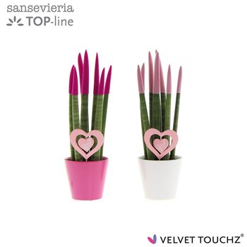 Taščin jezik - Sanseveria cylindrica VELVET TOUCHZ® Love Mix in ceramic with hart steker 30cm 8.5cm Q1978