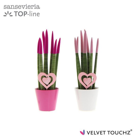 Taščin jezik - Sanseveria cylindrica VELVET TOUCHZ® Love Mix in ceramic with hart steker 30cm 8.5cm Q1978