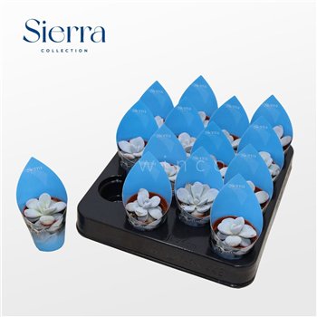 Echeveria Lauii (Sierra)pp without flower fl 8cm 5.5cm Q1516