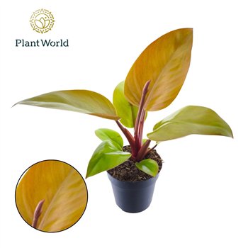 Philodendron Mars 1 pp 35cm 12cm Q5090