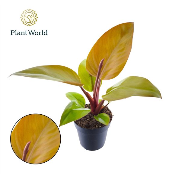 Philodendron Mars 1 pp 35cm 12cm Q5090