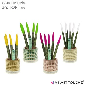 Taščin jezik - Sanseveria cylindrica VELVET TOUCHZ® mix in pot Elsa 20cm 6cm Q1684