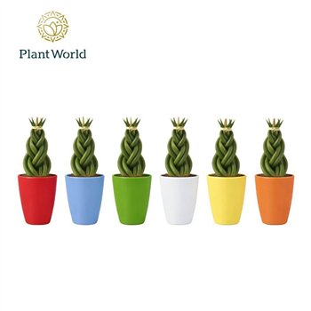 Taščin jezik - Sanseveria cylindrica Twist in ceramic osaka 15cm 6cm Q1596