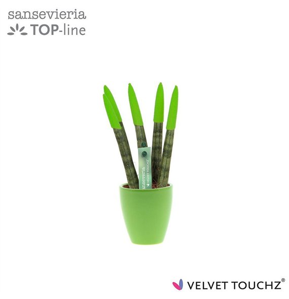 Taščin jezik - Sanseveria cylindrica VELVET TOUCHZ® green in ceramic Osaka 18cm 6cm Q1701