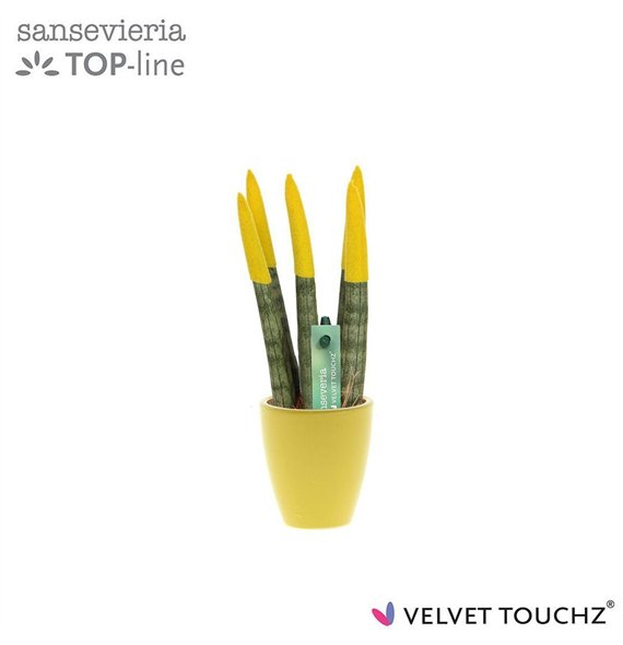 Taščin jezik - Sanseveria cylindrica VELVET TOUCHZ® geel in ceramic Osaka 18cm 6cm Q1704