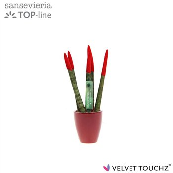 Taščin jezik - Sanseveria cylindrica VELVET TOUCHZ® Rood in ceramic Osaka 18cm 6cm Q1709