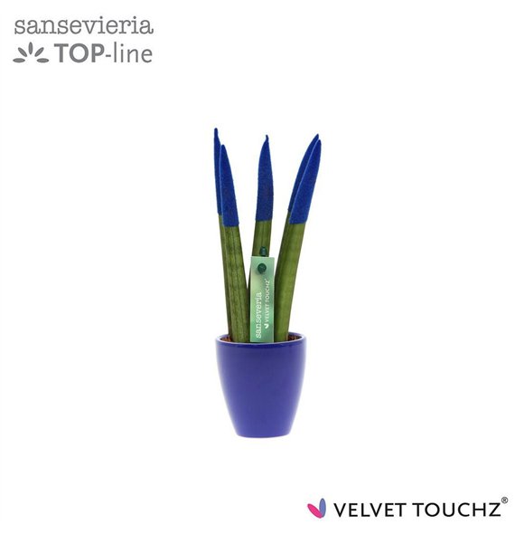 Taščin jezik - Sanseveria cylindrica VELVET TOUCHZ® Blauw in ceramic Osaka 18cm 6cm Q1724
