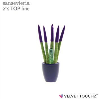 Taščin jezik - Sanseveria cylindrica VELVET TOUCHZ® Paars in ceramic Osaka 20cm 6cm Q1726