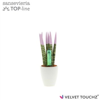 Taščin jezik - Sanseveria cylindrica VELVET TOUCHZ® Pastel paars in ceramic Osaka 20cm 6cm Q1743