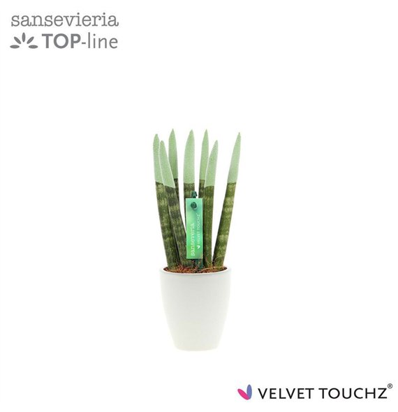 Taščin jezik - Sanseveria cylindrica VELVET TOUCHZ® Pastel green in ceramic Osaka 20cm 6cm Q1744