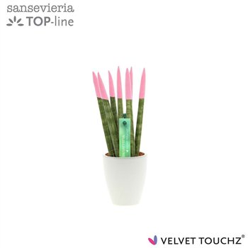 Taščin jezik - Sanseveria cylindrica VELVET TOUCHZ® Pastel roze in ceramic Osaka 20cm 6cm Q1746