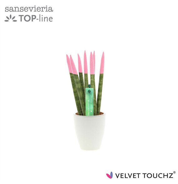 Taščin jezik - Sanseveria cylindrica VELVET TOUCHZ® Pastel roze in ceramic Osaka 20cm 6cm Q1746