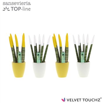 Taščin jezik - Sanseveria cylindrica VELVET TOUCHZ® Classic Easter mix in ceramic Osaka 20cm 6cm Q1910