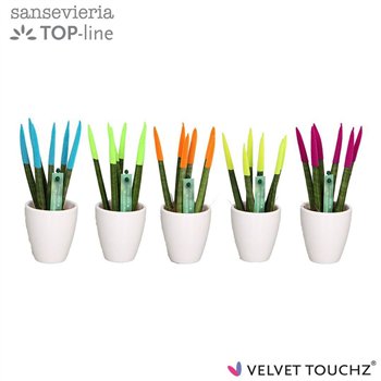 Taščin jezik - Sanseveria cylindrica VELVET TOUCHZ® Mix Ibiza in ceramic Osaka wit 18cm 6cm Q1912