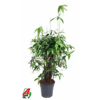 Dracena surculosa Surculosa10 pp 110cm 27cm Q2427