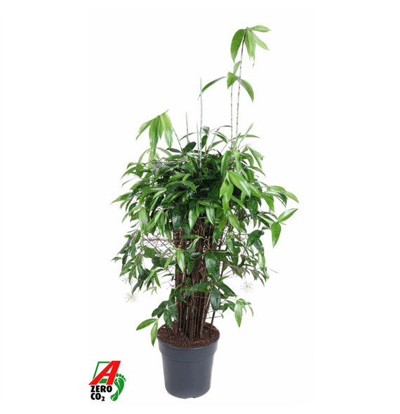 Dracena surculosa Surculosa10 pp 110cm 27cm Q2427