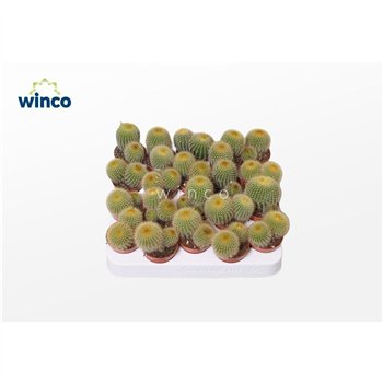 Kaktus Notocactus Leninghausii (group) 10cm 5.5cm Q868