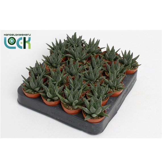 Haworthia Margaritifera 10cm 5.5cm Q995