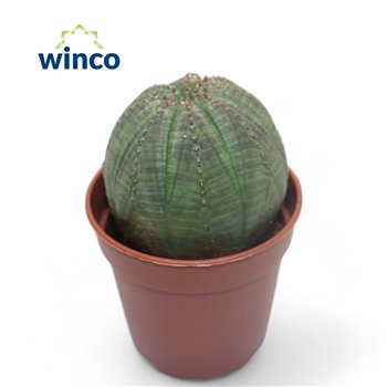 Euphorbia Obesa 10cm 5.5cm Q1269