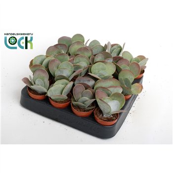 Kalanhoja thyrsiflora kalanchoë Thyrsiflora ( red lips )1 pp 15cm 5.5cm Q3413