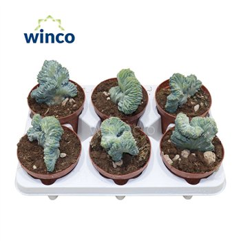 Kaktus Myrtillocactus Geometrizans Cristata1 pp 18cm 12cm Q869