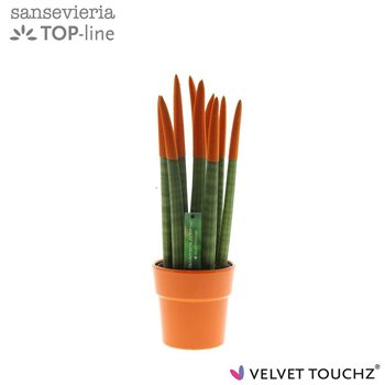 Taščin jezik - Sanseveria cylindrica VELVET TOUCHZ® Oranje in ceramic Edel 40cm 12cm Q1688