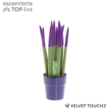 Taščin jezik - Sanseveria cylindrica VELVET TOUCHZ® Paars in ceramic Edel 40cm 12cm Q1689