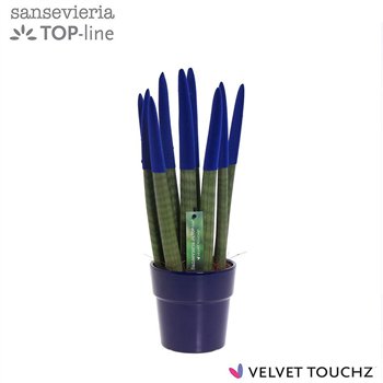 Taščin jezik - Sanseveria cylindrica VELVET TOUCHZ® Blauw in ceramic Edel 40cm 12cm Q1690