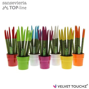 Taščin jezik - Sanseveria cylindrica VELVET TOUCHZ® Mix in ceramic Edel 40cm 12cm Q1728