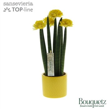 Taščin jezik - Sanseveria cylindrica TOP-line Bouqetz Yellow in Dots ceramic 6 pp 35cm 8.5cm Q1962
