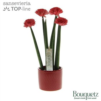 Taščin jezik - Sanseveria cylindrica TOP-line Bouqetz Red in Dots ceramic 6 pp 35cm 8.5cm Q1963