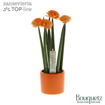 Taščin jezik - Sanseveria cylindrica TOP-line Bouqetz Orange in Dots ceramic 6 pp 35cm 8.5cm Q1965