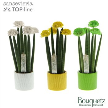 Taščin jezik - Sanseveria cylindrica TOP-line Bouquetz Colourfull Easter Mix in Dots keramiek6 pp 35cm 8.5cm Q1980